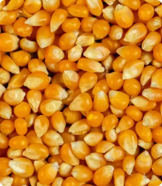 Milhos de Pipóca